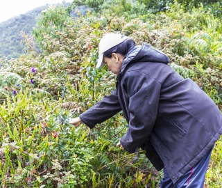 Proyecto Bombas de semilla Proyecto Bombas de semilla
