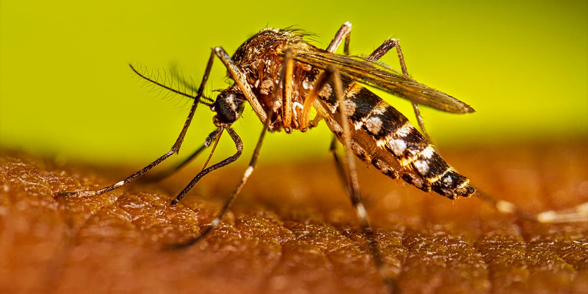 Proyectos de vinculación como estrategia para prevenir y controlar el dengue