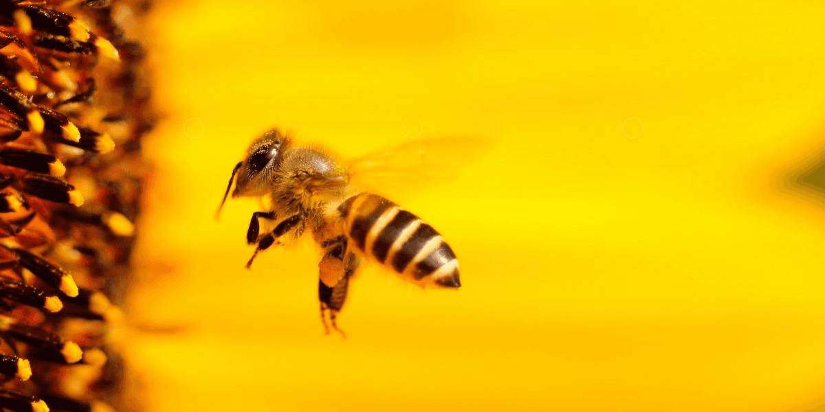 Meliponicultura en Loja: cómo las abejas sin aguijón contribuyen al desarrollo sostenible