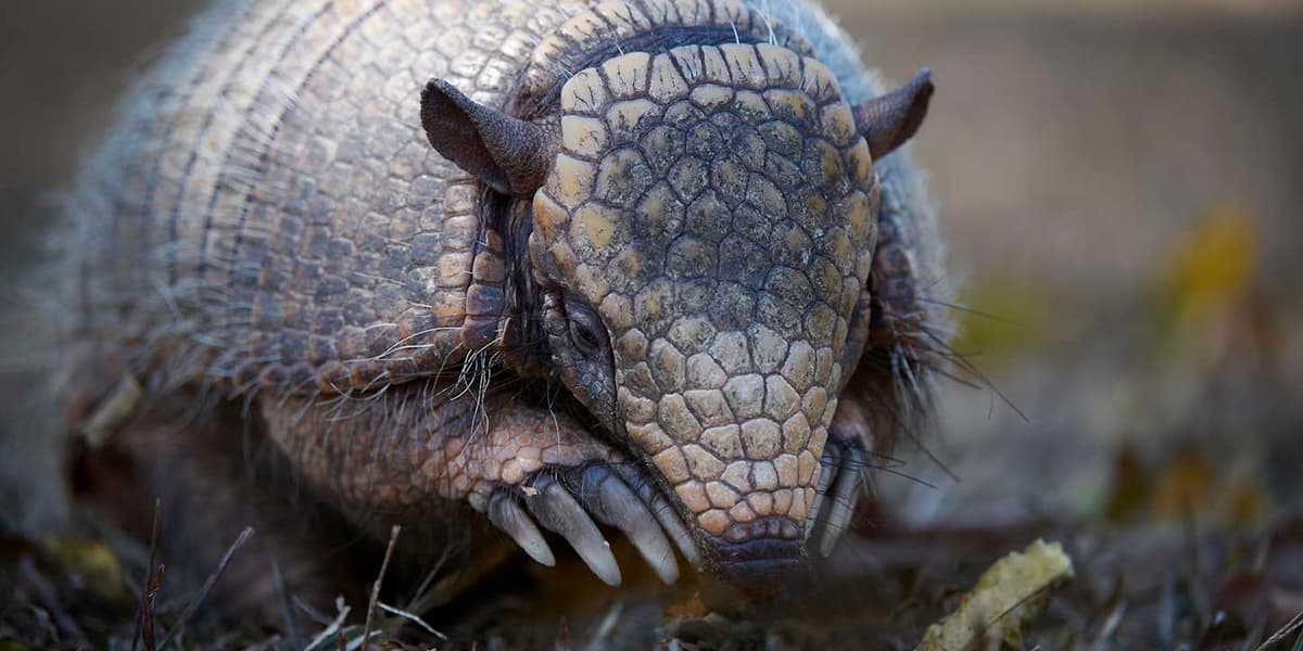 Armadillos ingenieros del ecosistema y aliados de la sostenibilidad