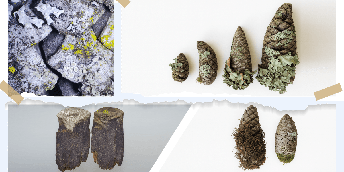Investigación de la UTPL revela que las piñas de pino son clave para restaurar ecosistemas andinos