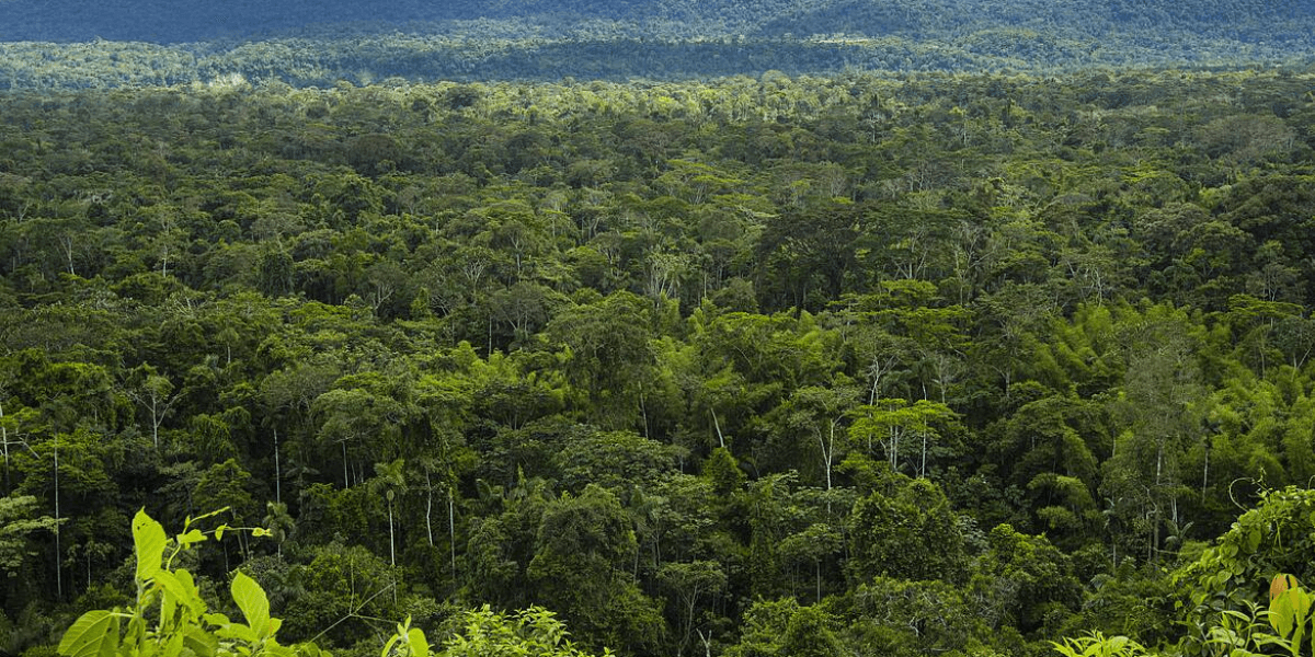 Una investigación abre nuevas rutas para proteger el cedro y el ahuano en la Amazonía de Ecuador