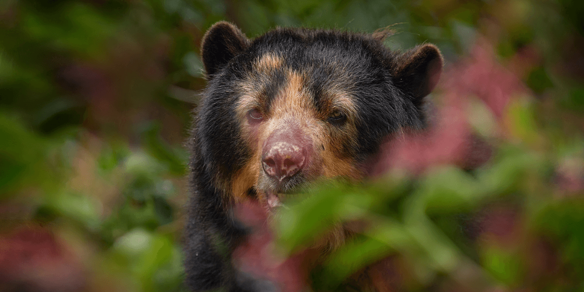 Investigación sobre el oso andino y su impacto en la preservación de los ecosistemas