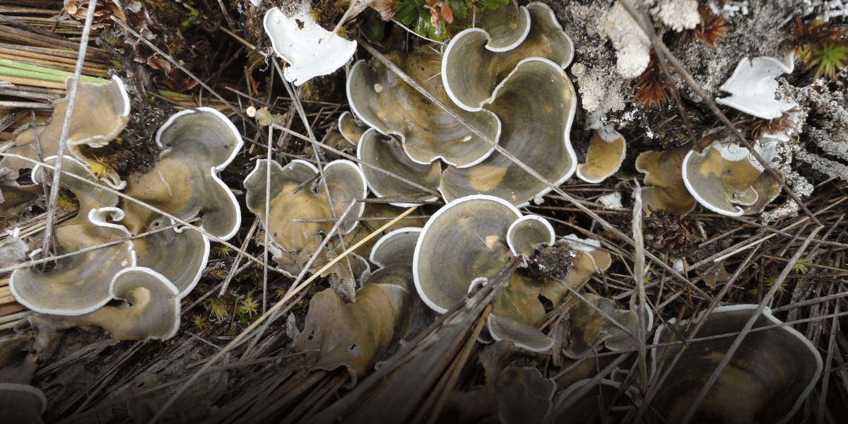 Investigación de líquenes en Ecuador