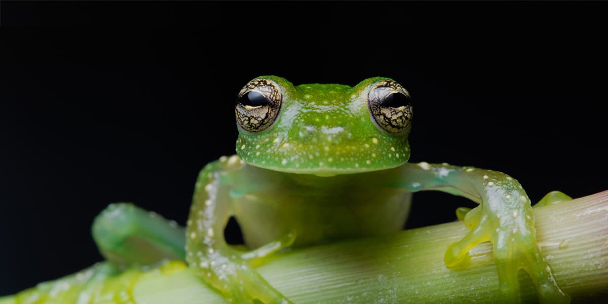 Nueva especie de rana de cristal descubierta por investigadores de la UTPL