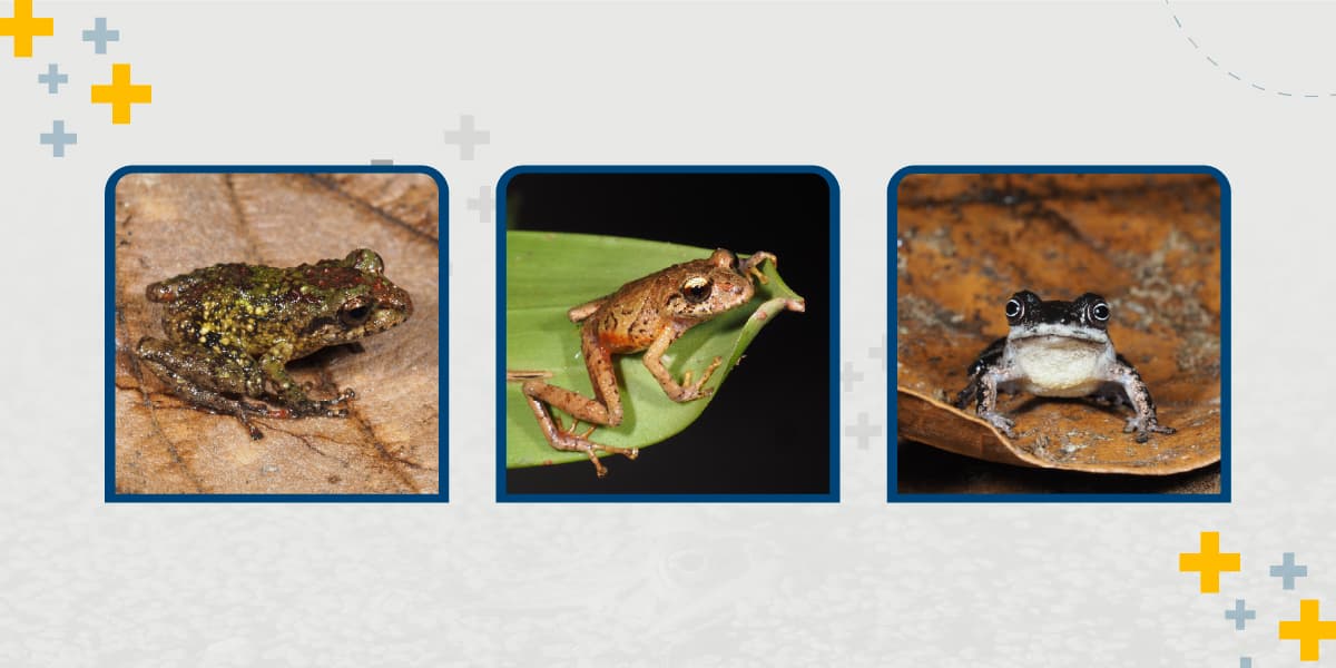 UTPL describe tres nuevas especies de ranas que enriquecen la biodiversidad ecuatoriana