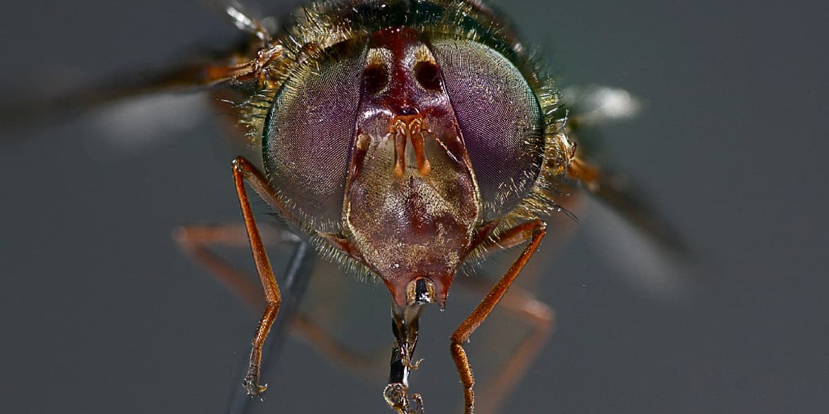 Los mosquitos y su aporte al control biológico en la investigación