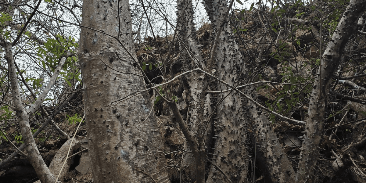 Investigadores de Ecuador describen una nueva especie de árbol tropical