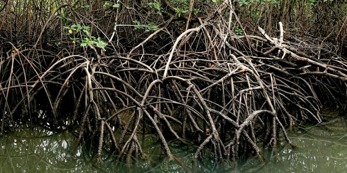 Aliados del desarrollo sostenible en la costa ecuatoriana