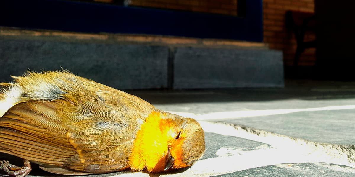 Una investigación devela el riesgo de las ciudades para las aves