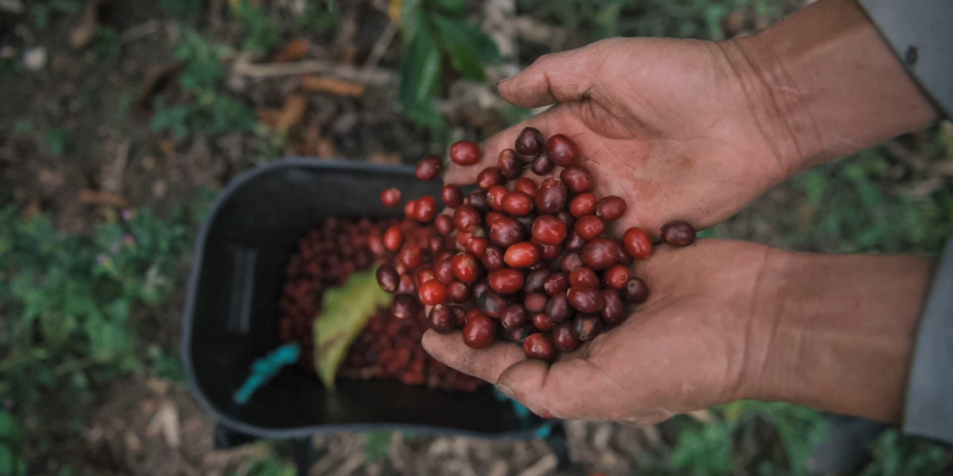 Serie documental de la UTPL invita a explorar el mundo del café