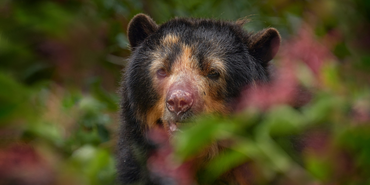 Investigación sobre el oso andino y su impacto en la preservación de los ecosistemas