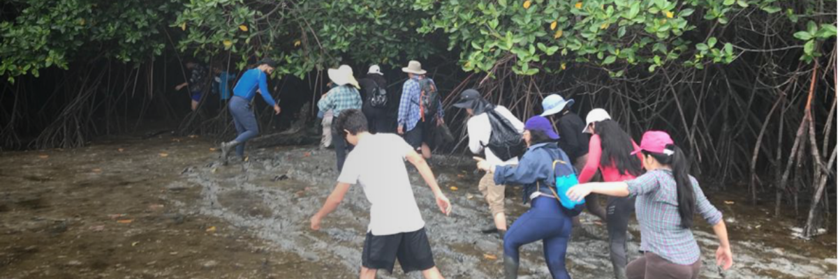 Buscan conservar el manglar con proyecto de vinculación