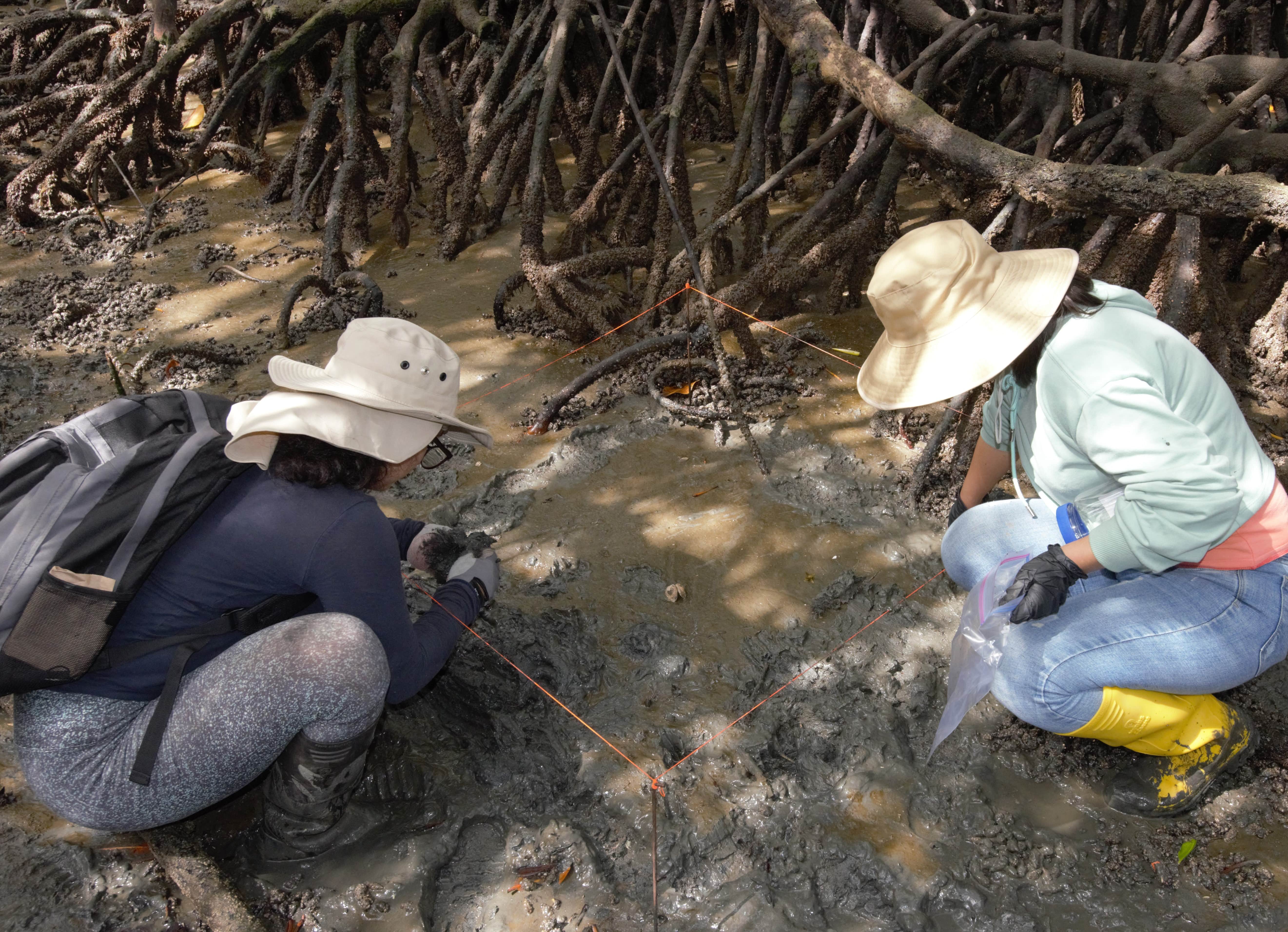 Conservación de los manglares en la provincia de El Oro