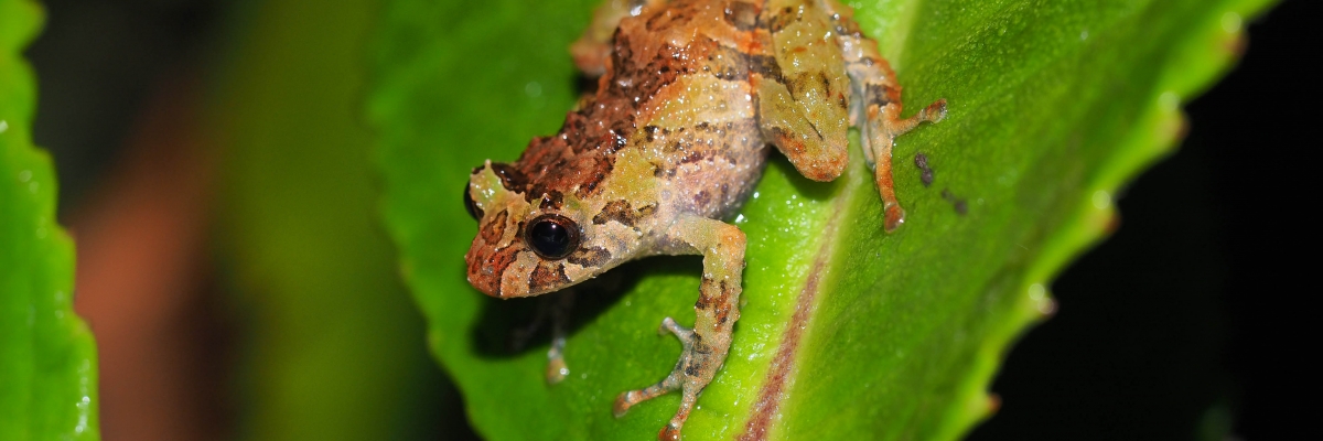 UTPL y Naturaleza y Cultura Internacional Ecuador aportan a la conservación de especies de anfibios en el Podocarpus
