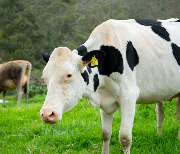 Feria Agropecuaria y VIII Concurso Semilla de Oro