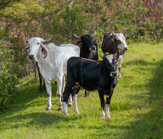 Campamento Juventud Idente 2026