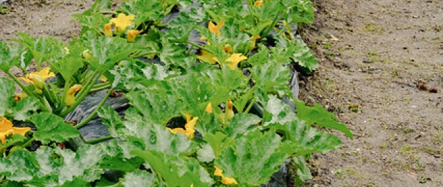 Diseño y Evaluación de un Sistema Agroecológico de Producción Hortícola