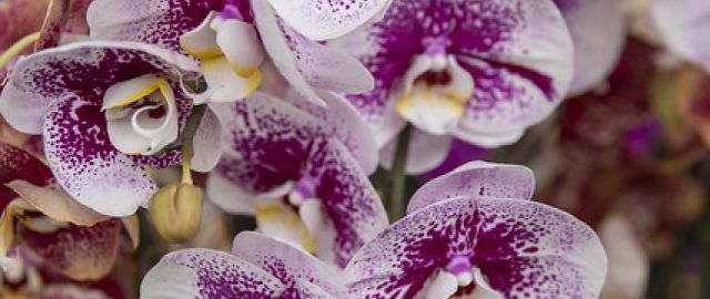 Exposición de Orquídeas Ecuagenera Exposición de Orquídeas Ecuagenera