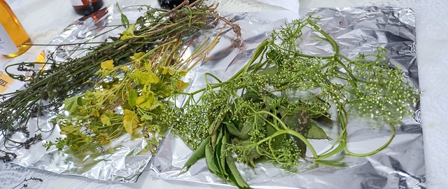 De la tradición a la bioeconomía: Propuesta para bioemprendimientos sostenibles basados en productos no maderables del Tundo.