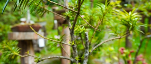 Liter-natura: escritura desde la experiencia con la naturaleza