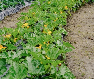 Diseño y Evaluación de un Sistema Agroecológico de Producción Hortícola