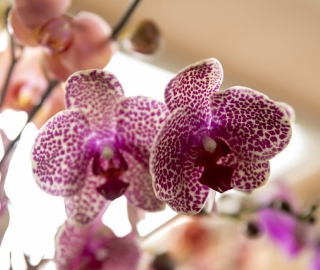 Exposición de Orquídeas Ecuagenera Exposición de Orquídeas Ecuagenera