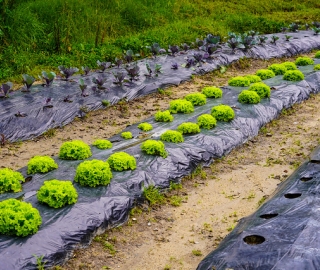 Diseño y Evaluación de un Sistema Agroecológico de Producción Hortícola