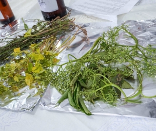 De la tradición a la bioeconomía: Propuesta para bioemprendimientos sostenibles basados en productos no maderables del Tundo.