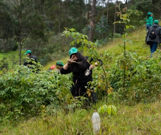 Reforestación en Cajanuma en alianza con Cascos Verdes Reforestación en Cajanuma en alianza con Cascos Verdes