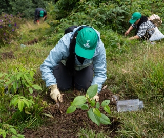 Reforestación en Cajanuma en alianza con Cascos Verdes Reforestación en Cajanuma en alianza con Cascos Verdes