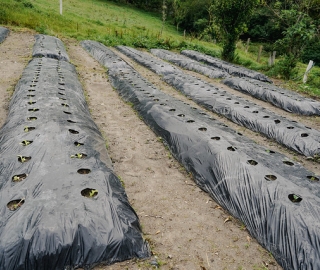 Diseño y Evaluación de un Sistema Agroecológico de Producción Hortícola