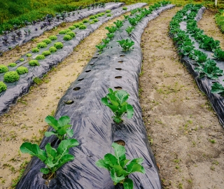 Diseño y Evaluación de un Sistema Agroecológico de Producción Hortícola