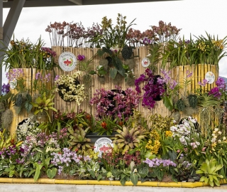Exposición de Orquídeas Ecuagenera Exposición de Orquídeas Ecuagenera