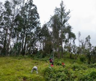 Reforestación en Cajanuma en alianza con Cascos Verdes Reforestación en Cajanuma en alianza con Cascos Verdes