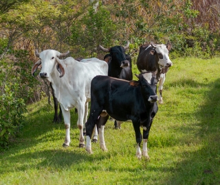 Campamento Juventud Idente 2026