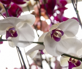 Exposición de Orquídeas Ecuagenera Exposición de Orquídeas Ecuagenera