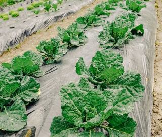 Diseño y Evaluación de un Sistema Agroecológico de Producción Hortícola