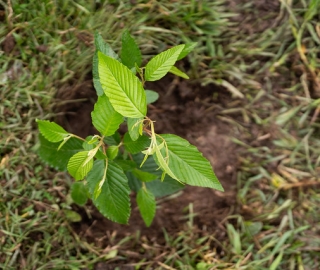 Reforestación en Cajanuma en alianza con Cascos Verdes