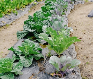 Diseño y Evaluación de un Sistema Agroecológico de Producción Hortícola
