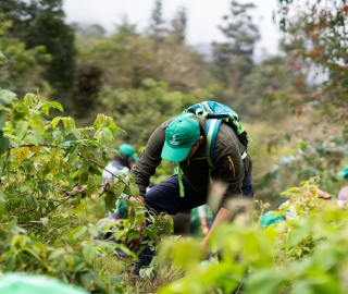 Reforestación en Cajanuma en alianza con Cascos Verdes