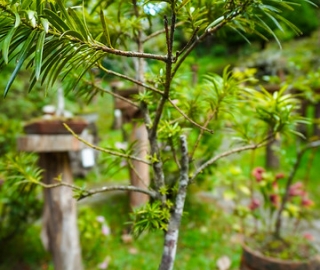 Liter-natura: escritura desde la experiencia con la naturaleza