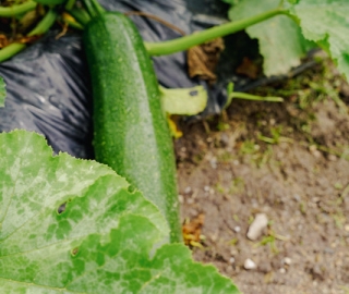 Diseño y Evaluación de un Sistema Agroecológico de Producción Hortícola