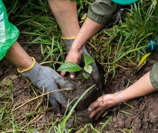 Reforestación en Cajanuma en alianza con Cascos Verdes