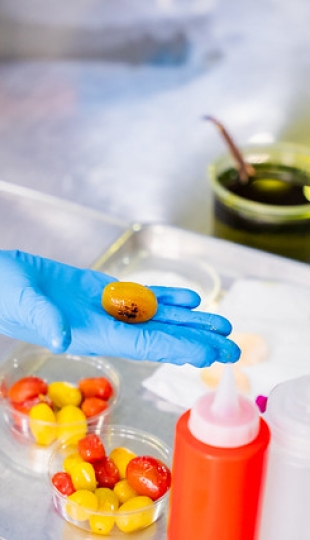 Concurso de gastronomía en la Semana del Estudiante "Fernando Rielo 2025"