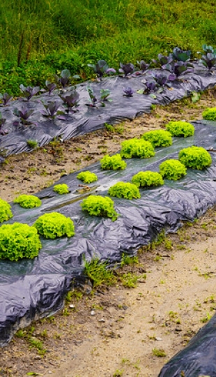 Diseño y Evaluación de un Sistema Agroecológico de Producción Hortícola