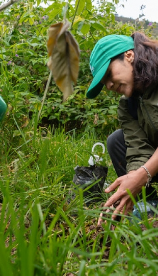 Reforestación en Cajanuma en alianza con Cascos Verdes
