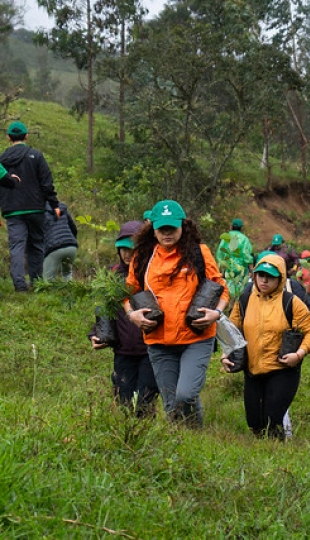 Reforestación en Cajanuma en alianza con Cascos Verdes