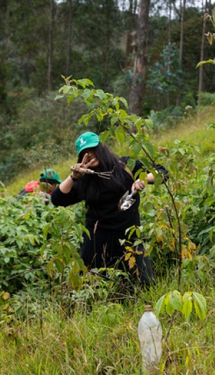 Reforestación en Cajanuma en alianza con Cascos Verdes