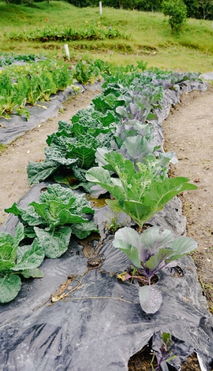 Diseño y Evaluación de un Sistema Agroecológico de Producción Hortícola